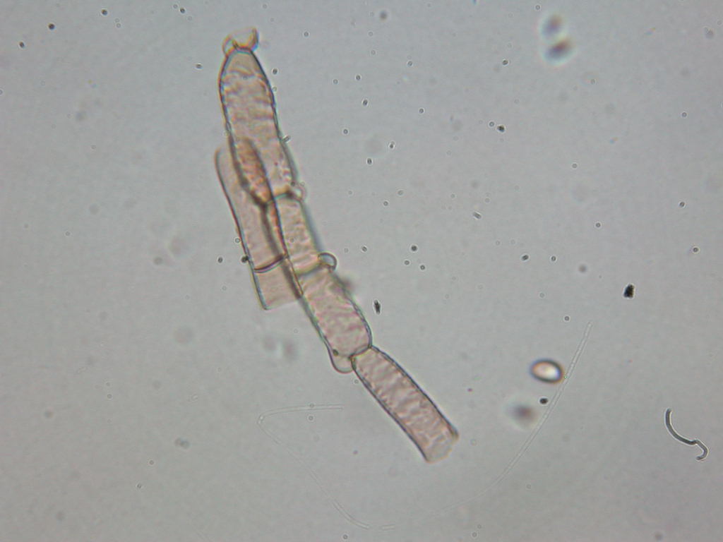 Sotto Alnus glutinosa...(cfr. Inocybe squarrosa)